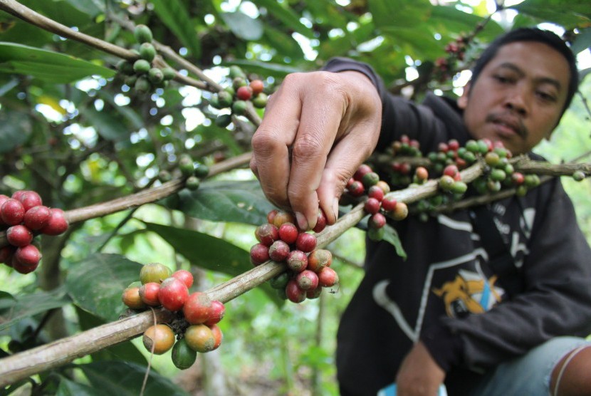 Petani memanen biji kopi robusta di Dusun Sumberarum, Desa Sambirejo, Kecamatan Wonosalam, Kabupaten Jombang, Jawa Timur, Senin (19/8/2019).