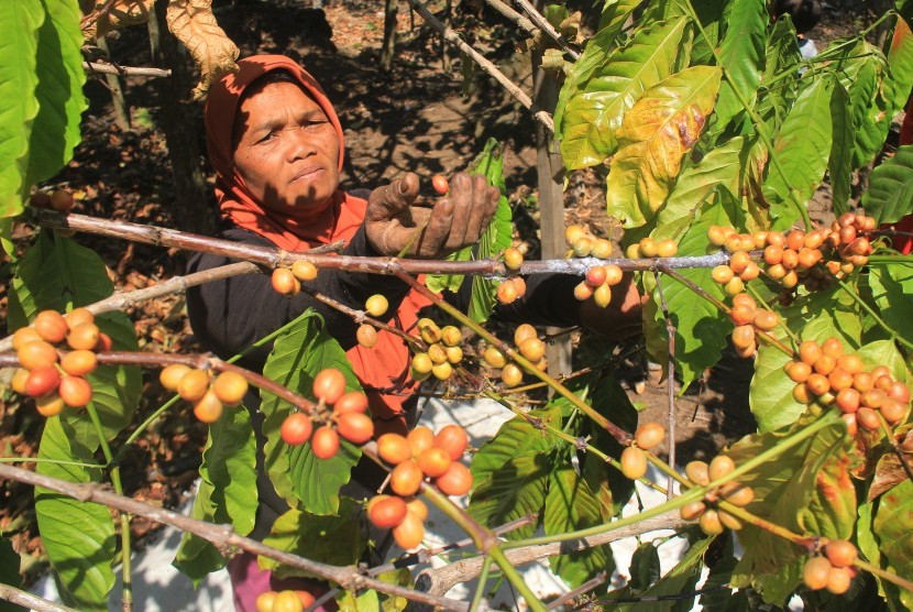 Petani memanen biji kopi (foto ilustrasi). Belum semua petani kopi di Garut mampu melakukan ekspor karena keterbatasan modal. 