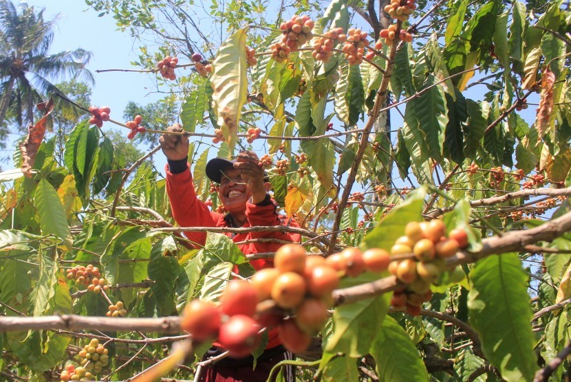 Petani memanen biji kopi arabika di Kuningan, Jawa Barat (ilustrasi). Kaya akan potensi kopi, kedai-kedai di Kabupaten Kuningan diminta menggunakan produk kopi lokal.
