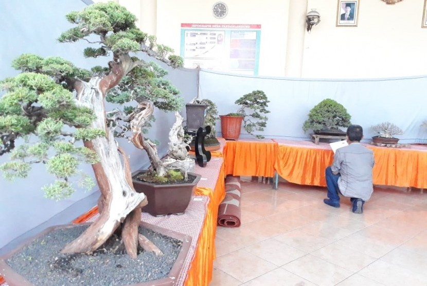 Desa Pandanlandung, Wagir, Kabupaten Malang mengadakan pameran bonsai di Pendopo Ajisoko, Jumat (23/8).