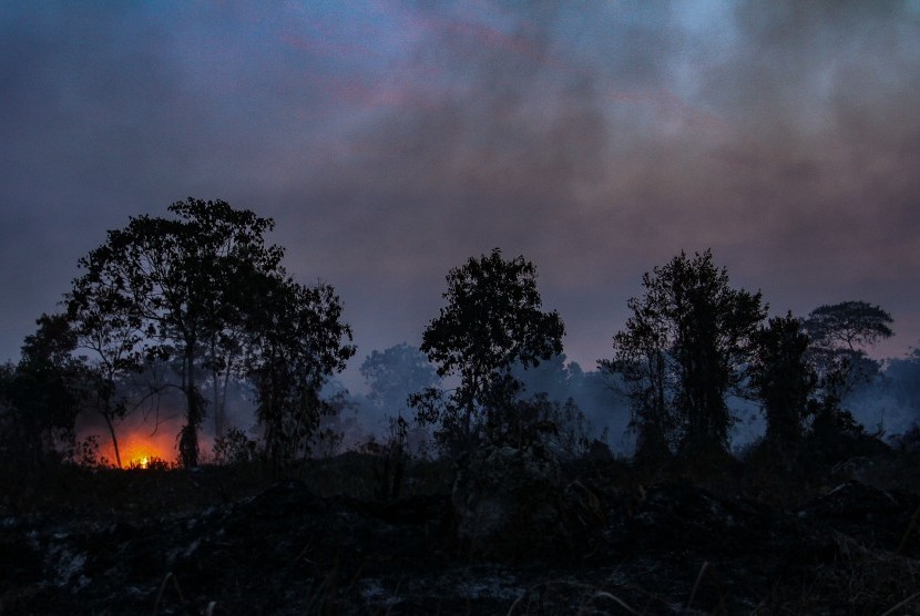 Api membakar semak belukar ketika terjadi kebakaran lahan gambut di Kecamatan Tambang, Kabupaten Kampar, Riau, Kamis (22/8/2019). 