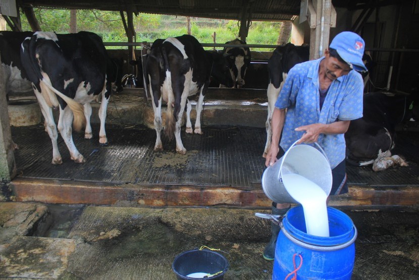 Peternak menuangkan susu sapi perahan di kawasan peternakan sapi di desa Cisantana, Cigugur, Kuningan, Jawa Barat, Jumat (23/8/2019).