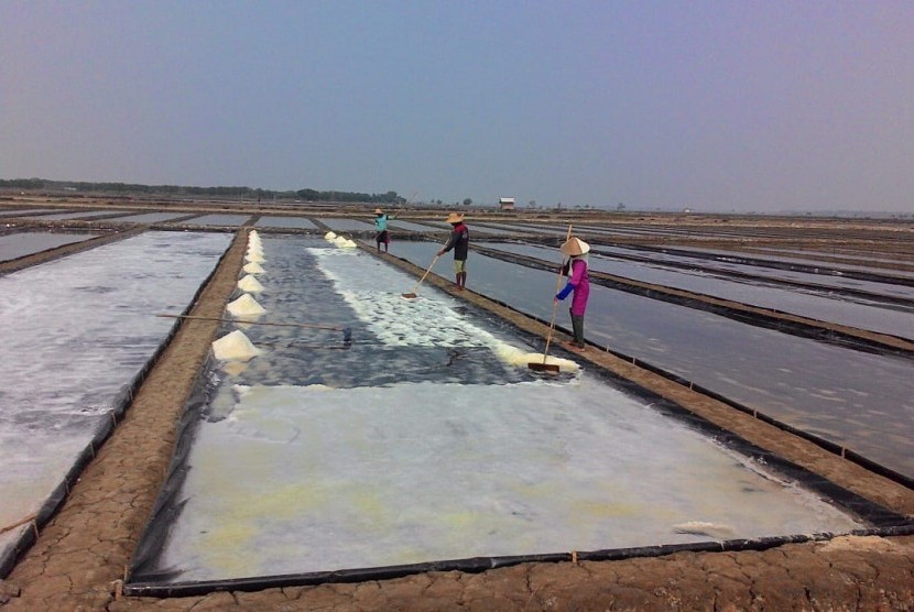Petambak asal Desa Ciparagejaya, Kecamatan Tempuran, Karawang, sedang memanen garam, Senin (26/8). 