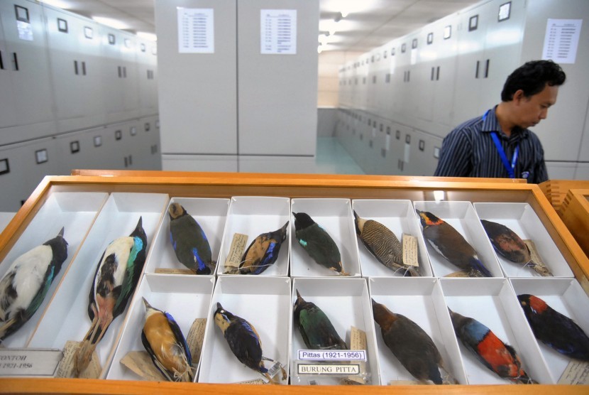Koleksi burung yang telah diawetkan milik Museum Zoologi, Widyasatwaloka, Cibinong, Kabupaten Bogor, Jawa Barat.