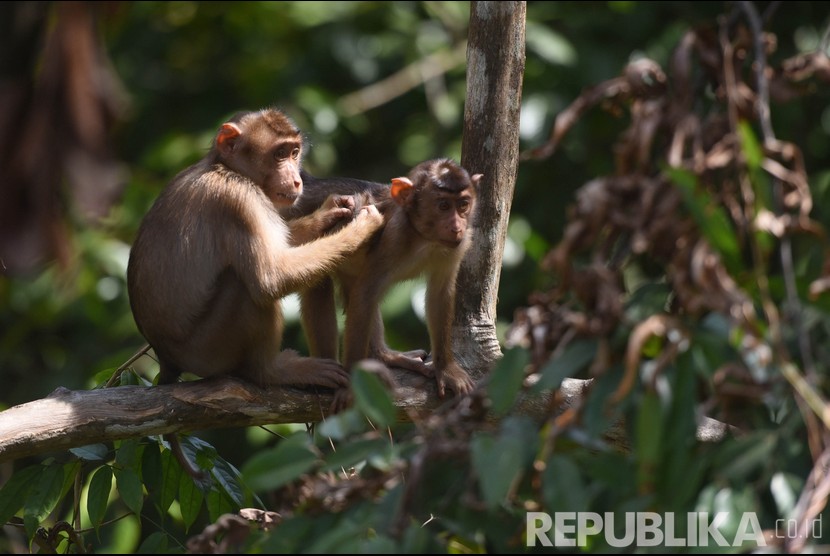   Monyet liar di hutan Kecamatan Samboja, Kutai Kartanegara, Kalimantan Timur, Rabu (28/8/2019). 