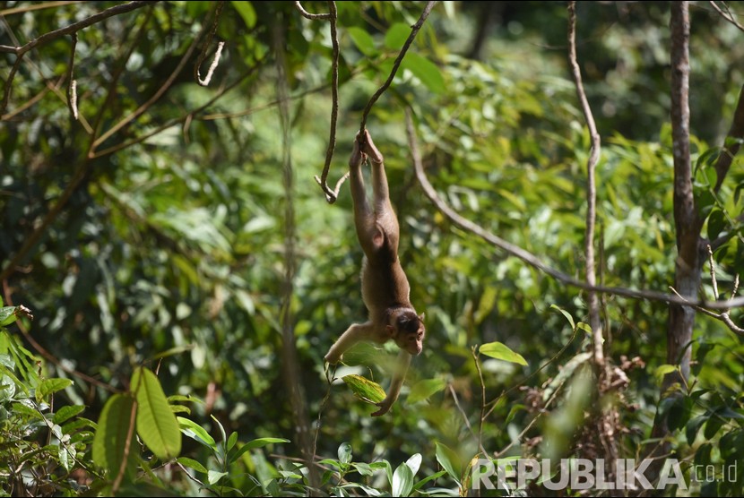Monyet liar di kawasan hutan di Kalimantan Timur. (ilustrasi) 