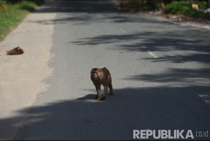 Seekor monyet menyerang warga di permukiman Puspiptek Tangsel. Foto, monyet liar melintasi tengah jalan (ilustrasi) 