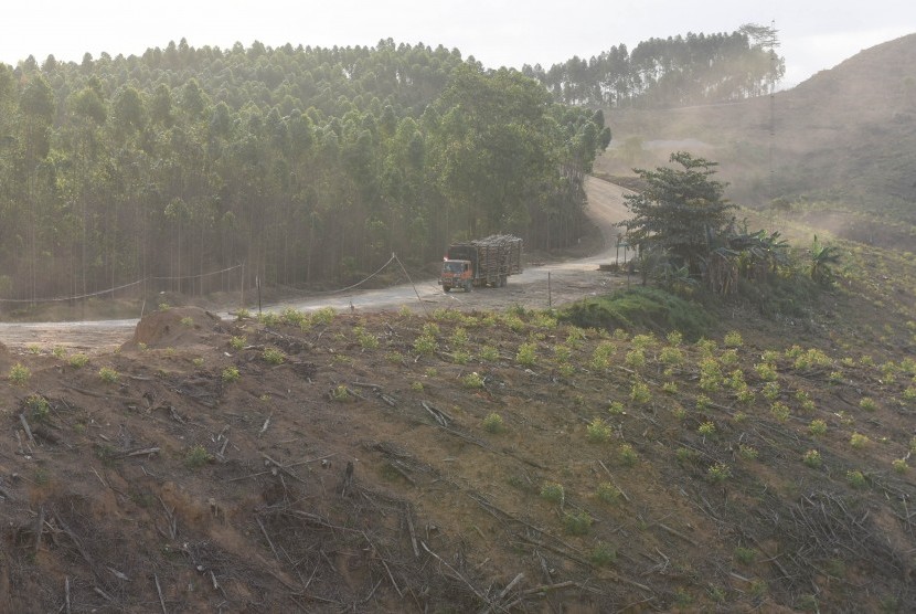 Lahan Hutan Tanaman Industri (HTI) milik ITCI Hutani Manunggal di Penajam Paser Utara, Kalimantan Timur, Rabu (28/8/2019).