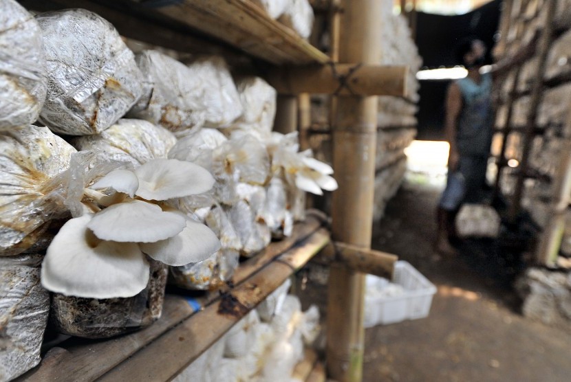 Petani memanen jamur tiram (Pleurotus ostreatus) di sentra Agro Industri Jamur Cipocok, di Serang, Banten, Kamis (29/8/2019).
