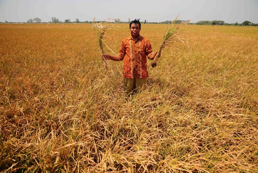 Petani menunjukkan tanaman padi yang mengalami puso, (ilustrasi).