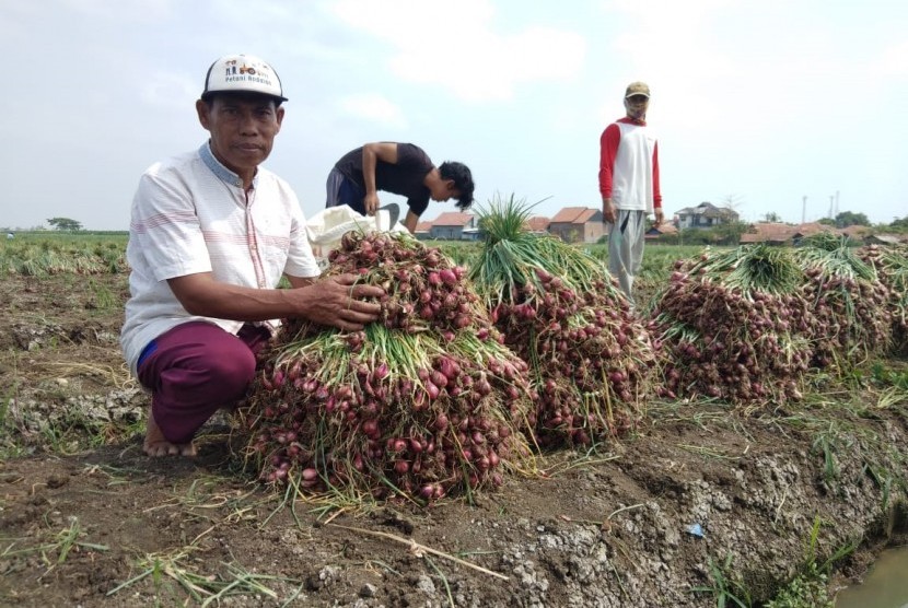 Badan Penelitian dan Pengembangan Pertanian (Balitbangtan) Kementerian  Pertanian (Kementan) melalui Balai Penelitian Tanaman Sayuran (Balitsa)  Lembang menggandeng petani di Cirebon untuk memproduksi bawang merah  varietas Bima Brebes. 