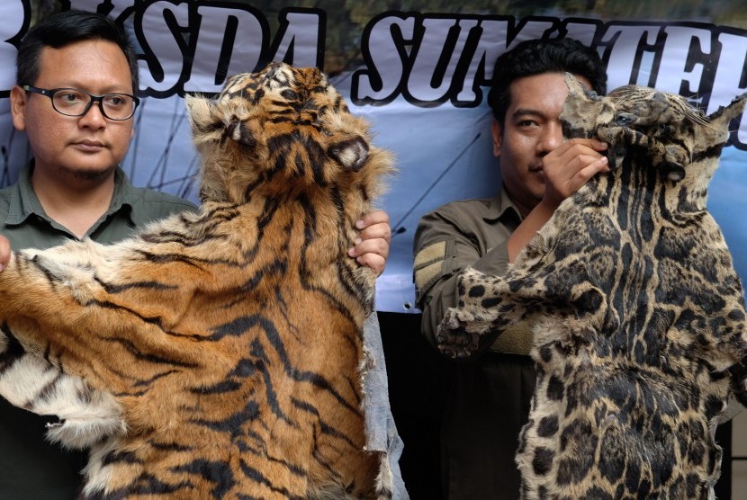 kulit Harimau Sumatera 