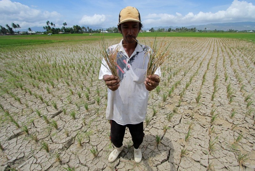 Seorang petani menunjukkan tanaman padi yang mati akibat kekeringan di Pilohayanga Barat, Kabupaten Gorontalo, Gorontalo, Sabtu (31/8/2019). 