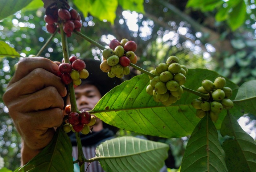 Produk kopi robusta Gapoktan Gunung Kelir semakin diterima pasar kopi internasional. Ilustrasi.