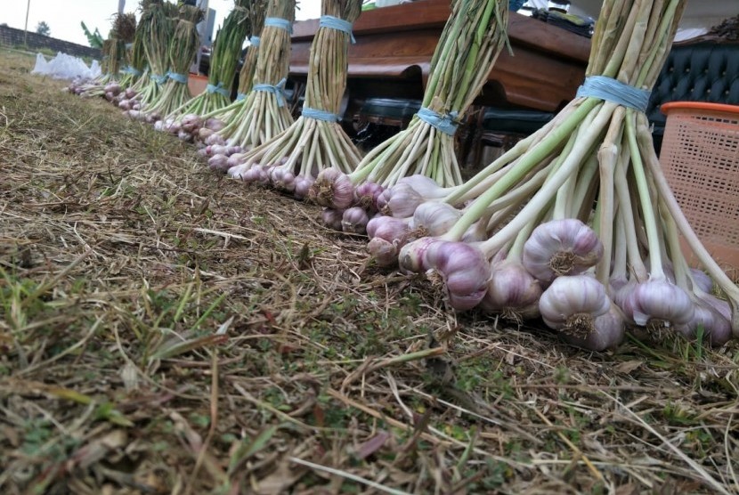 Petani panen bawang putih. Wakil Gubernur Sumatera Barat Nasrul Abit yakin upaya meningkatkan produksi lokal dapat menekan harga bawang putih di pasaran.
