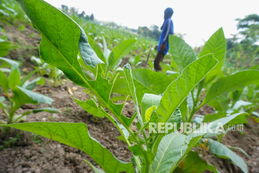 Petani membersihkan rumput di lahan pertanian tembakau, Tamanan, Sleman, DI Yogyakarta, Jumat (6/9/2019). 