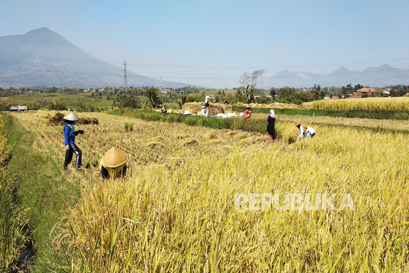 Petani memanen padi sebelum masanya untuk menghindari serangan hama  ulat di Kampung Panauwan, Kelurahan Sukajaya, Kecamatan Tarogong Kidul,  Kabupaten Garut, Jumat (6/9). 