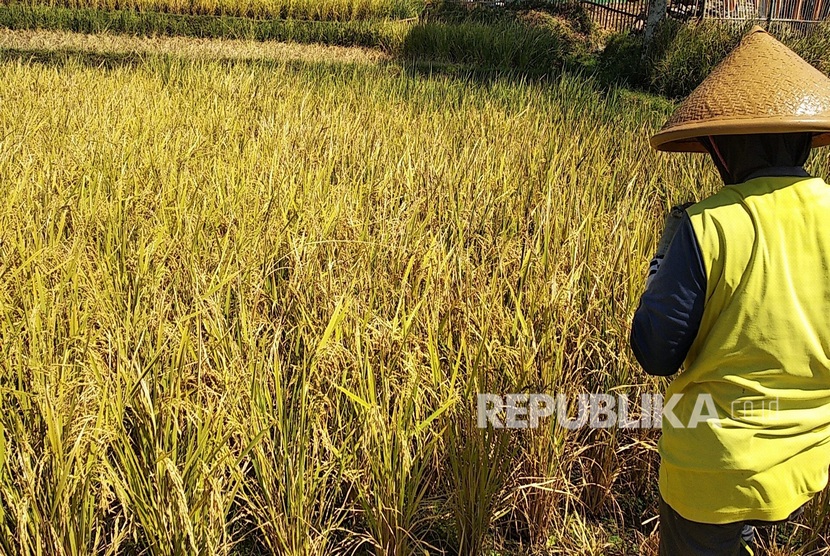 Petani memanen padi sebelum masanya untuk menghindari serangan hama  ulat di Kampung Panauwan, Kelurahan Sukajaya, Kecamatan Tarogong Kidul,  Kabupaten Garut, Jumat (6/9).