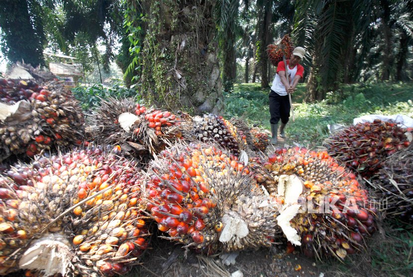 Buruh kerja memanen kelapa sawit di sebuah perkebunan.