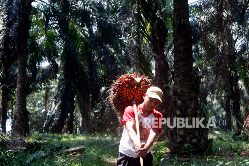 Buruh kerja memanen kelapa sawit. Di Riau terdapat 1,4 juta hektare kebun sawit tak berizin yang merugikan pemerintah.