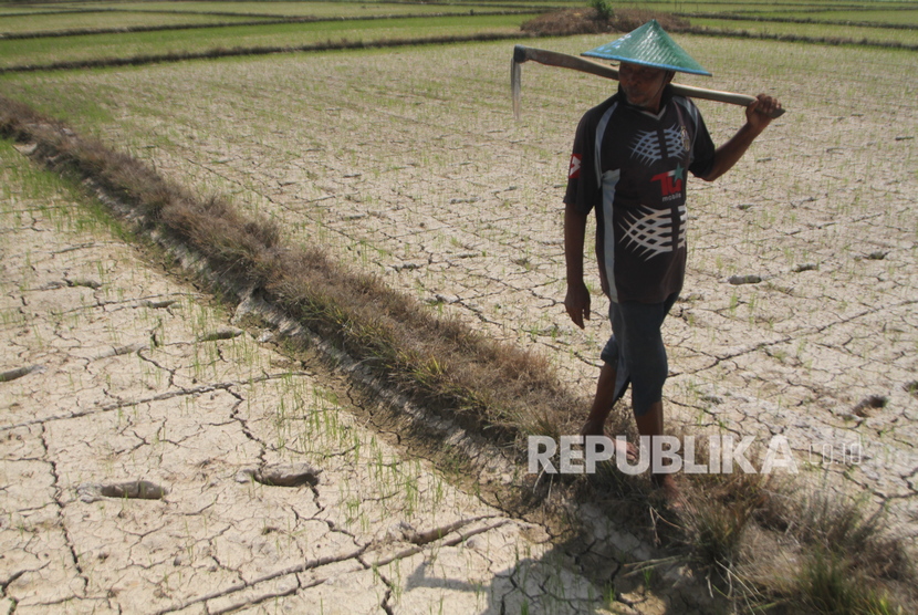Petani berjalan dipematang sawah tanaman padi yang dilanda kekeringan akibat kemarau di areal persawahan Kelurahan Ranomeeto, Konawe Selatan, Sulawesi Tenggara, Rabu (11/9/2019).