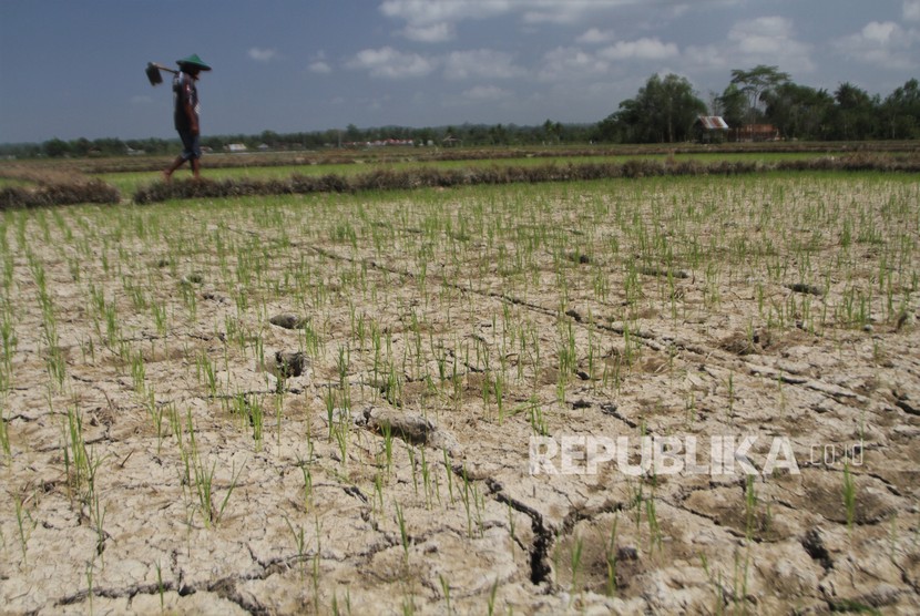 Petani berjalan dipematang sawah tanaman padi yang dilanda kekeringan akibat kemarau di areal persawahan Kelurahan Ranomeeto, Konawe Selatan, Sulawesi Tenggara, Rabu (11/9/2019).