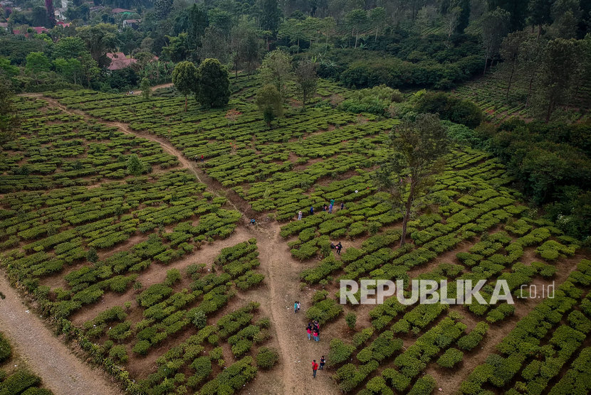 Foto udara perkebunan teh milik PTPN VIII di Gunung Mas, Kabupaten Bogor, Jawa Barat.