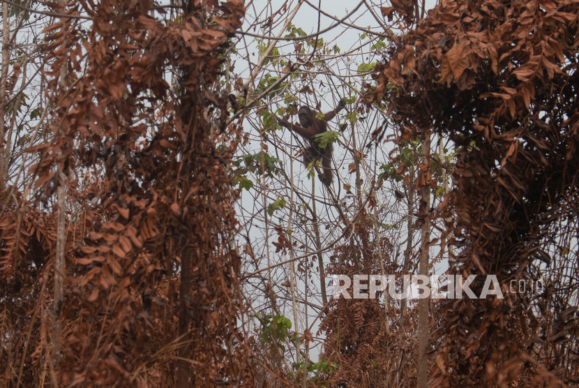 Satu dari dua individu Orangutan bergelantungan di pohon di lokasi karhutla di Desa Sungai Awan Kiri, Kecamatan Muara Pawan, Kabupaten Ketapang, Kalimantan Barat, Senin (16/9/2019). 