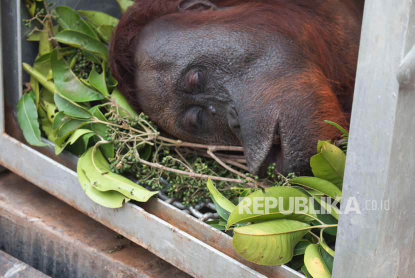 One of the two orang utans in anesthetized condition after being rescued from a burning tree at the forest fire site in Sungai Awan Kiri Village, Muara Pawan District, Ketapang Regency, West Kalimantan, Monday (09/16/2019).