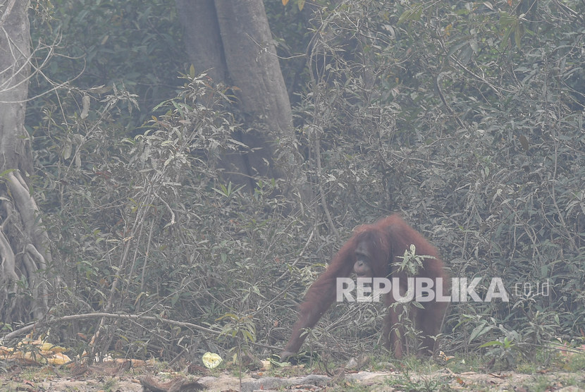 Seekor orang utan (Pongo pygmaeus) berada di lokasi pra-pelepasliaran di Pulau Kaja, Sei Gohong, Palangka Raya, Kalimantan Tengah, Kamis (19/9/2019).