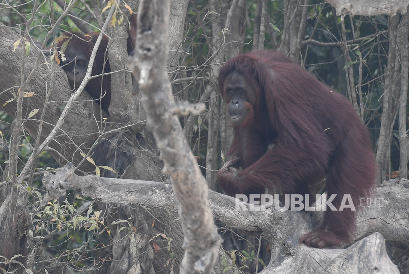 Orangutan (Pongo pygmaeus) diselamatkan dari perkebunan warga (Ilustrasi).