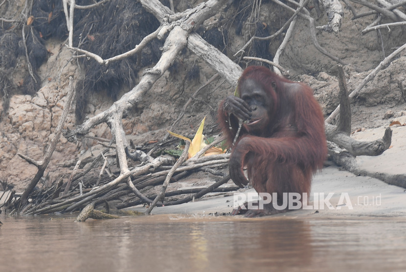 An Orangutan (Pongo pygmaeus) in Pulau Kaja, Sei Gohong, Palangka Raya, Central Kalimantan.