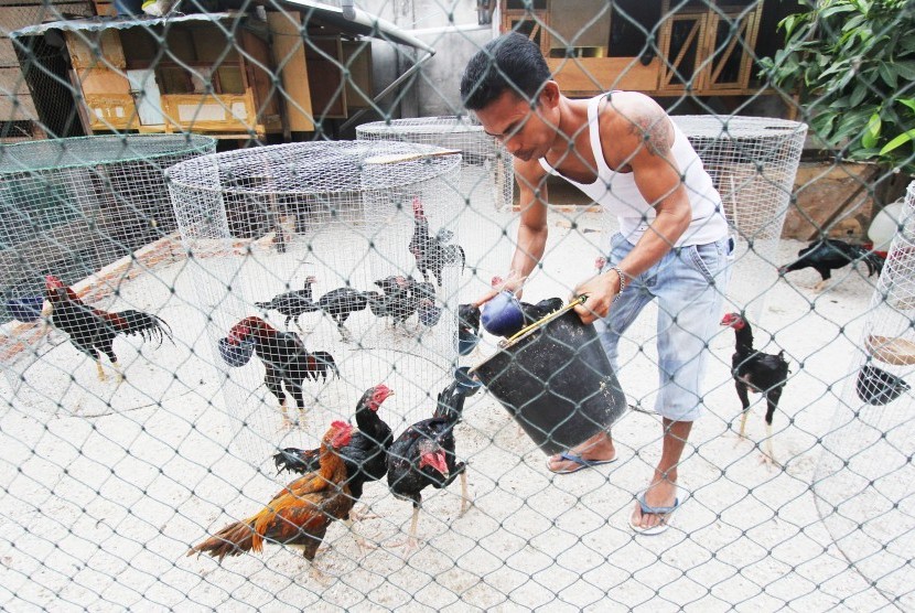 Peternak memberikan pakan ayam bangkok peliharaannya di Dumai, Riau, Kamis (19/9/2019).