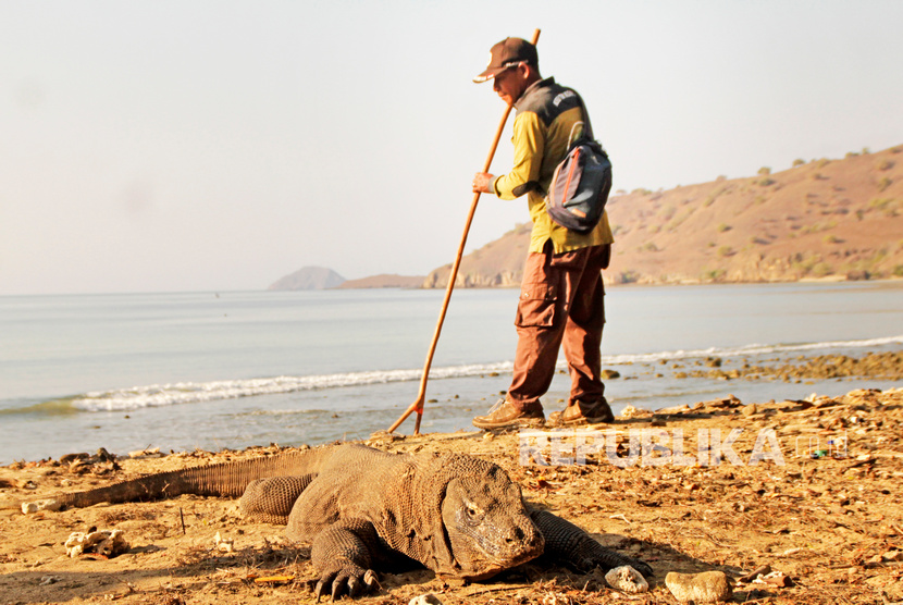 Seorang petugas mengawasi seekor Komodo (Veranus komodoensis) yang sedang berjemur di pesisir pantai Pulau Komodo, Kabupaten Manggarai Barat, NTT, Ahad (22/9/2019). Pemprov NTT mendukung program konservasi komodo oleh UNDP.