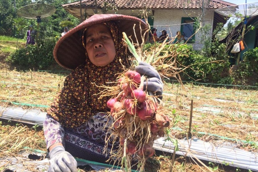 Petani memanen bawang merah di Desa Cukangjayaguna, Kecamatan Sodonghilir, Kabupaten Tasikmalaya, (ilustrasi). Tasikmalaya mengalami deflasi salah satu penyumbangnya produksi bawang merah.