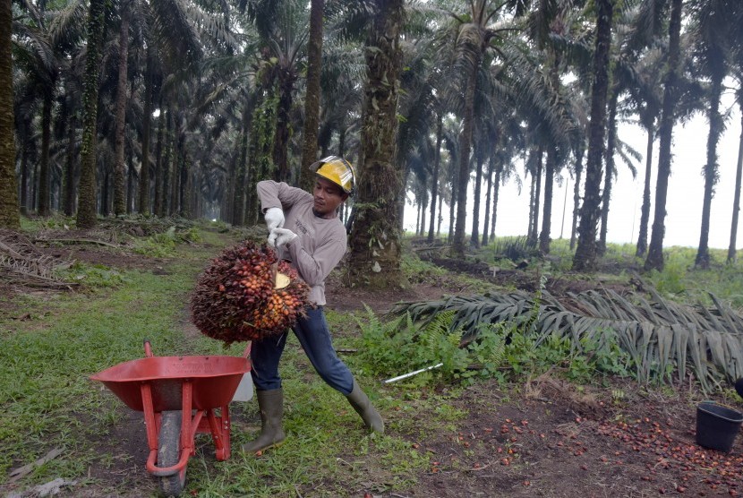 Pekerja mengangkut tandan buah segar kelapa sawit hasil panen di PT Ramajaya Pramukti di Kabupaten Siak, Riau, Rabu (2/10/2019).