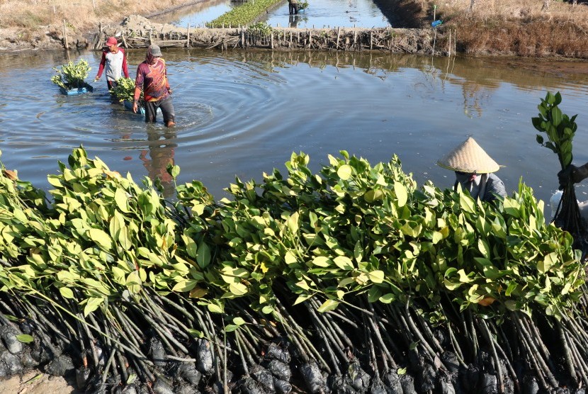 Warga memanen bibit mangrove (ilustrasi)