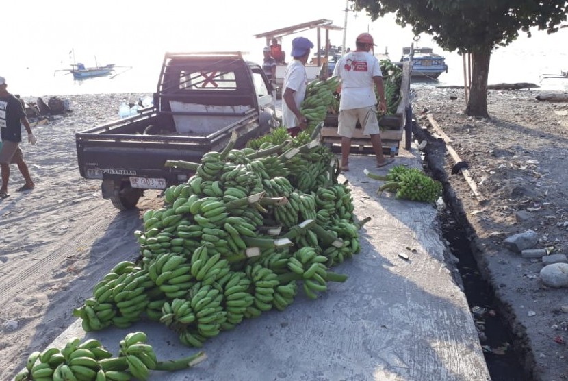 Pisang-pisang hasil panen petani Pulau Sebesi dijual ke Jabodetabek. 