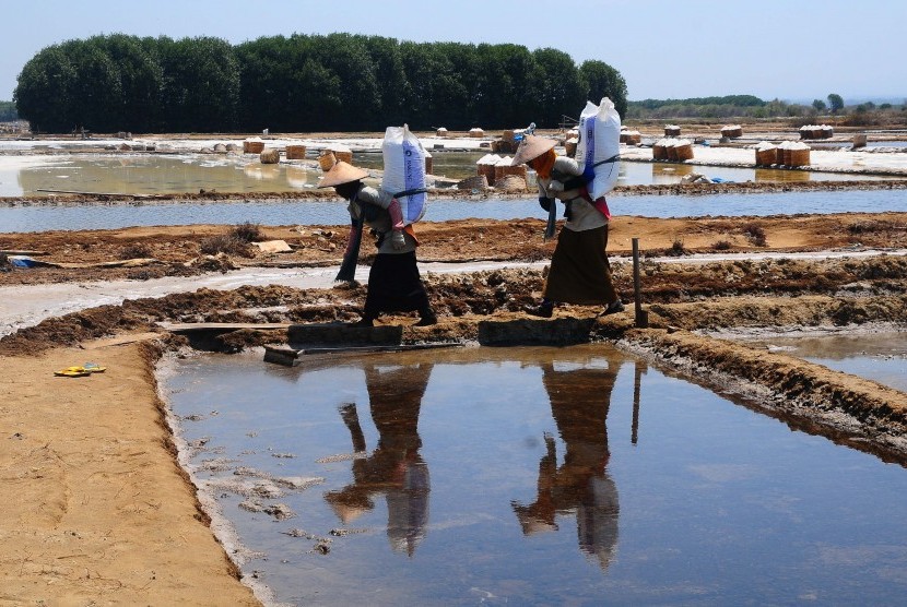 Petani memanen garam di area tambak garam desa Kedung, Jepara, Jawa Tengah, Ahad (6/10/2019).