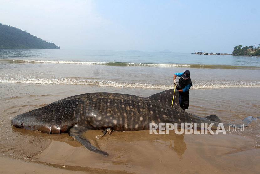 Sebelumnya, warga Jember mengonsumsi ikan hiu paus yang mati terjerat jaring nelayan (Foto: ilustrasi ikan hiu paus)