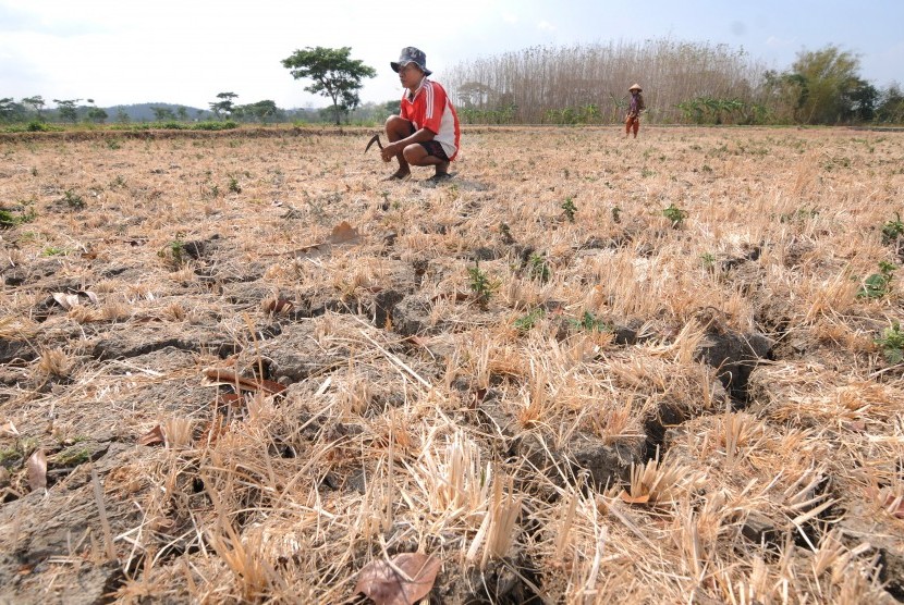 Warga membersihkan rumput liar pada lahan pertanian yang kering di Ngerangan, Bayat, Klaten, Jawa Tengah, Kamis (10/10/2019). 
