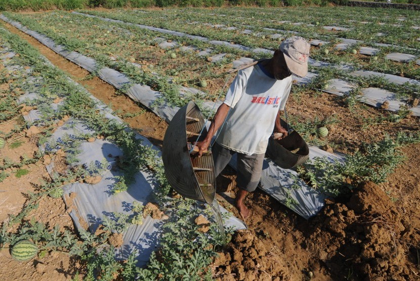 Petani menyiram buah semangka siap panen di Desa Penaguan, Pamekasan, Jawa Timur, Jumat (11/10/2019).
