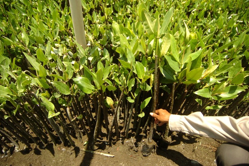 Petugas menunjukkan bibit mangrove yang akan ditanam (ilustrasi)