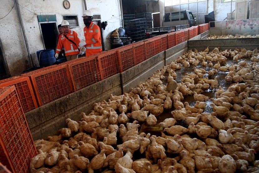 Harga komoditas telor dan ayam merangkak naik di pasar tradisional menjelang perayaan Hari Raya Natal 2019 di Kota Banjarmasin, Kalimantan Selatan (Ilustrasi ayam potong)