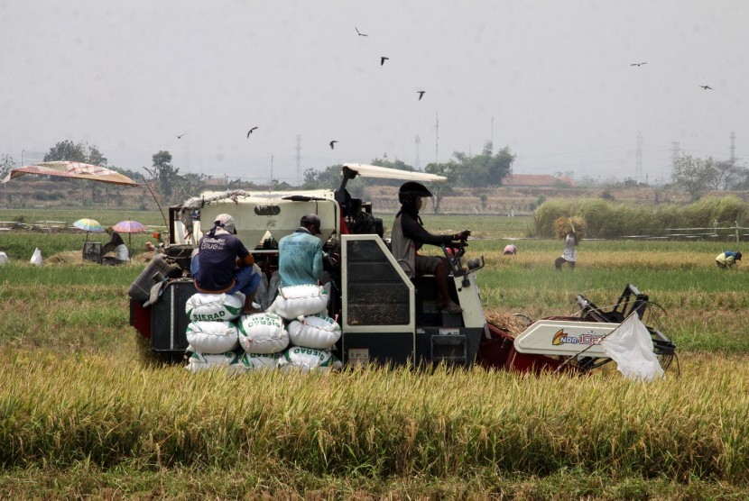 Petani memanen padi menggunakan mesin pemanenan
