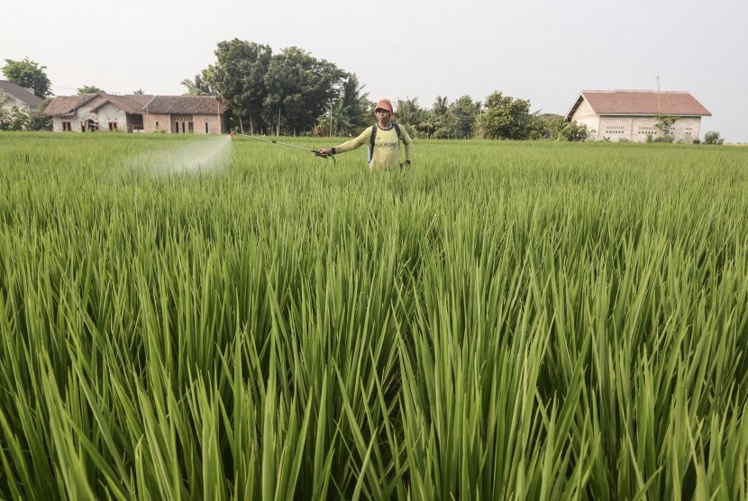 Petani menyemprotkan pestisida ke lahan persawahan di Cikarang, Kabupaten Bekasi, Jawa Barat, Jumat (18/10). Saat ini, rata-rata produktivitas padi nasional sekitar 5,2 ton per hektare.