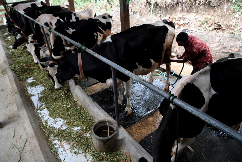 Peternak memandikan sapi di salah satu peternakan sapi perah binaan Frisian Flag Indonesia di Tulungagung, Jawa Timur, Jumat (18/10/2019).