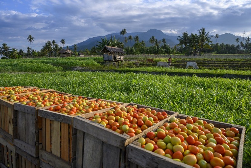 Petani menunggui pembeli tomat sambil menggembalakan sapi di Desa Porame, Marawola, Sigi, Sulawesi Tengah, Sabtu (19/10/2019).