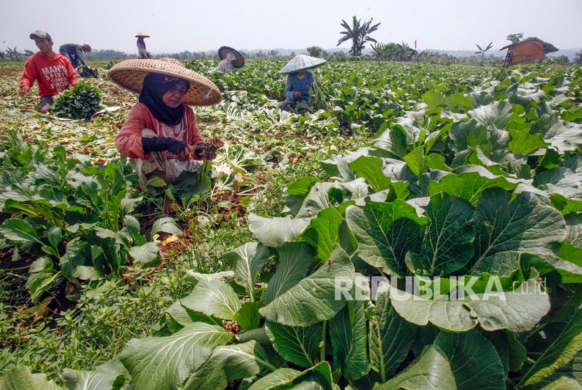 Petani Sayur Cipanas Alih Strategi Jualan Daring. Sejumlah petani memanen sayur sawi caisim di lahan persawahan kawasan Tenjolaya, Kabupaten Bogor, Jawa Barat. 