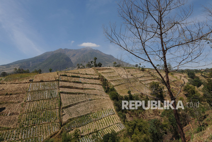 Kondisi lahan pertanian di kaki Gunung Merapi di Selo, Boyolali, Jawa Tengah.